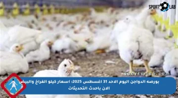 بورصة الدواجن اليوم الأحد 31 أغسطس 2025: أسعار كيلو الفراخ والبيض الآن بأحدث التحديثات